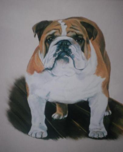 po-boxerstaand (2)